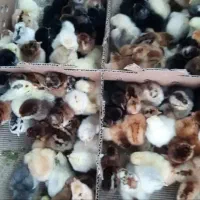 انواع جوجه / جوجه رنگی فقط ۳۰تومان