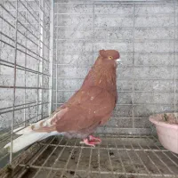 کبوتر بلند پرواز