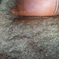 کاه|لوازم جانبی حیوانات|سرپل ذهاب, |دیوار