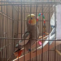 عروس هلندی نر