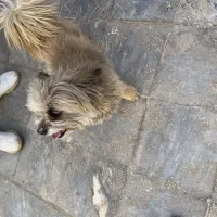 حیوانات اهلی