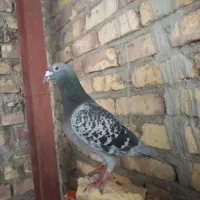 کبوتر مسافتی ۲۰۱۸ هلند