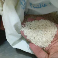 برنج هاشمی گیلان خالص