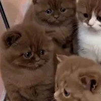 گربه شوکلاتی بسیار شیرین