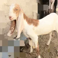 کهر نر چهارماه اصلی چهارماه