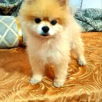 وارداتی پامرخرسی عروسکی