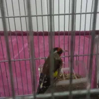 سهره نر۲ساله