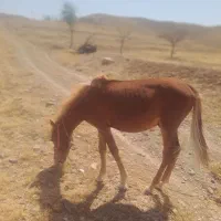اسب