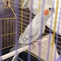 عروس هلندی نر