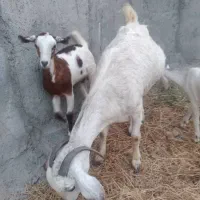 بز ذات دوقلو