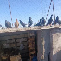 کبوتر|حیوانات|رفسنجان, |دیوار