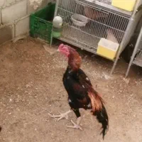لاری