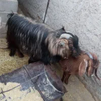 ۱عدد نری کردی