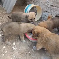 واگذاری سگ