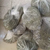 مرزه محلی کوهی