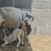 بز دو کهره