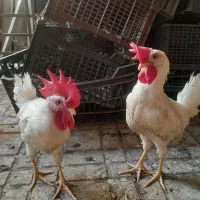 جوجه خروس سالم