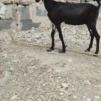 بزصلاله