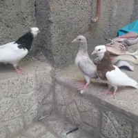 کفتر