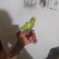 مرغ عشق رینبو
