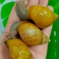 حلزون کلکسیونی