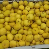 انجیر تازه و بدون دانه
