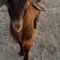 5عدد بز نر مناسب نگهداری