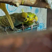 مرغ عشق گله ای