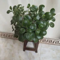 گلدان طبیعی