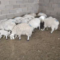 بره نر|حیوانات مزرعه|مهاباد (اصفهان), |دیوار