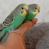 دو عدد مرغ عشق دستی