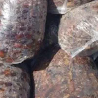 خریدار ضایعات خرما زاهدی