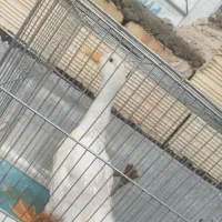 فروش اردک محلی