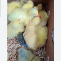 قوغاز اوکراینی یک روزه