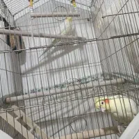 عروس هلندی جفت با قفس و همه چیز|پرنده|قزوین, |دیوار