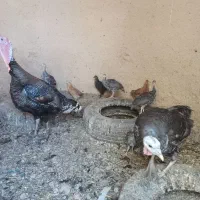 فروش یک جفت بوقلمون نروماده