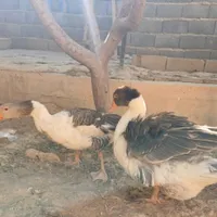 یک جفت غاز تخم گذار