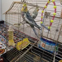 عروس هلندی