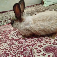 خرگوش لپی