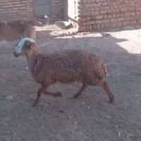 بره ماده