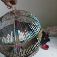 قفس سحره خاکی