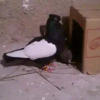 کبوتر سینه سیاه