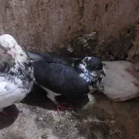 کبوتر
