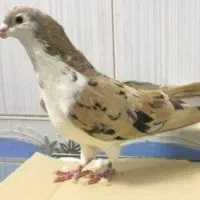 آگهی بخون