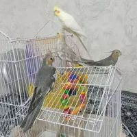 عروس هلندی