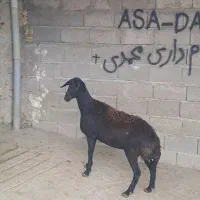 میش قره قزل
