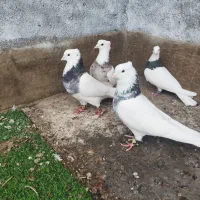 طوقی.سینه.ساده.کربلایی