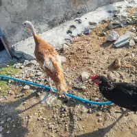 بقلمون نر وماده