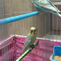 مرغ عشق رینبو رنگین کمانی