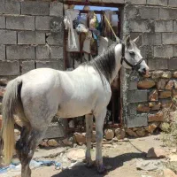 خرید فروش اسب باری